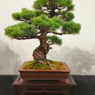 Cypress Trees Bonsai Perennial Courtyard Conifer Plantas 50 PCS Seeds Cypress Trees Bonsai Perennial Courtyard Conifer Plantas 50 PCS Seeds