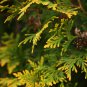 Cypress Trees Bonsai Perennial Courtyard Conifer Plantas 50 PCS Seeds