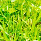 Cynodon Dactylon Grass Semente 500 PCS Seeds