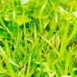 Cynodon Dactylon Grass Semente 500 PCS Seeds