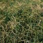 Cynodon Dactylon Grass Semente 500 PCS Seeds