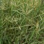 Cynodon Dactylon Grass Semente 500 PCS Seeds