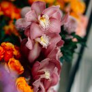 Cymbidium Floribundum Orchid 100 PCS Seeds
