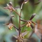Cymbidium Floribundum Orchid 100 PCS Seeds
