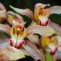 Cymbidium Floribundum Orchid 100 PCS Seeds