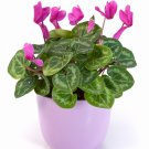 Cyclamen Purplish Red Light Purple Rose Red Purple Mixed 4 Types 5 PCS Seeds
