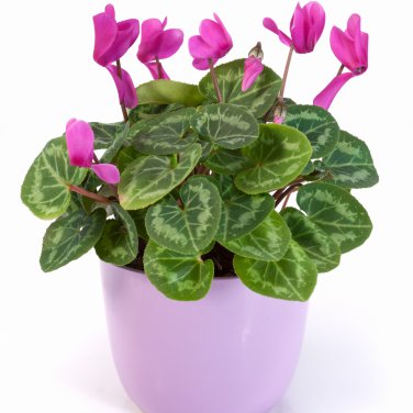 Cyclamen Purplish Red Light Purple Rose Red Purple Mixed 4 Types 5 PCS Seeds