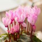 Cyclamen Purplish Red Light Purple Rose Red Purple Mixed 4 Types 5 PCS Seeds
