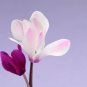Cyclamen Purplish Red Light Purple Rose Red Purple Mixed 4 Types 5 PCS Seeds