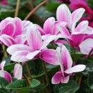 Cyclamen Perennial Hardy Flowers 10 PCS Seeds Cyclamen Perennial Hardy Flowers 10 PCS Seeds