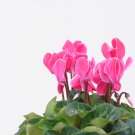 Cyclamen Mixed 4 Colors Pink Light Pink Purple Bi-color Big Blooms 5 PCS Seeds Cyclamen Mixed 4 Colors Pink Light Pink Purple Bi-color Big Blooms 5 PCS Seeds