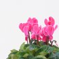 Cyclamen Mixed 4 Colors Pink Light Pink Purple Bi-color Big Blooms 5 PCS Seeds