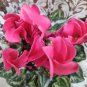 Cyclamen Mixed 4 Colors Pink Light Pink Purple Bi-color Big Blooms 5 PCS Seeds
