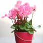 Cyclamen Mixed 4 Colors Pink Light Pink Purple Bi-color Big Blooms 5 PCS Seeds
