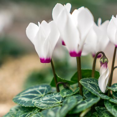 Cyclamen Hederifolium White Flower 6 PCS Seeds