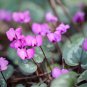 Cyclamen Hederifolium White Flower 6 PCS Seeds