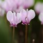 Cyclamen Hederifolium White Flower 6 PCS Seeds