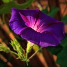 Dark Blue Morning Glory with bright eyes Climbing Flowers 30 50 PCS Seeds Dark Blue Morning Glory with bright eyes Climbing Flowers 30 50 PCS Seeds