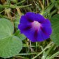 Dark Blue Morning Glory with bright eyes Climbing Flowers 30 50 PCS Seeds