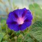 Dark Blue Morning Glory with bright eyes Climbing Flowers 30 50 PCS Seeds