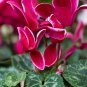 Cyclamen Flower Beautiful Flower Flores for Home 100 PCS Seeds