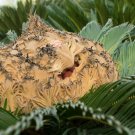 Cycas Tree 10 PCS Seeds Cycas Tree 10 PCS Seeds