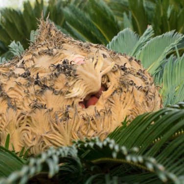 Cycas Tree 10 PCS Seeds