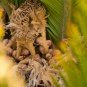 Cycas Tree 10 PCS Seeds