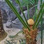 Cycas Tree 10 PCS Seeds