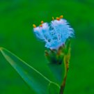 Cyanotis arachnoidea C.B.Clarke 2 PCS Seeds Cyanotis arachnoidea C.B.Clarke 2 PCS Seeds