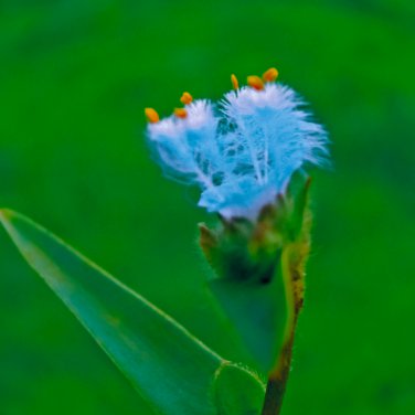 Cyanotis arachnoidea C.B.Clarke 2 PCS Seeds