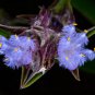 Cyanotis arachnoidea C.B.Clarke 2 PCS Seeds