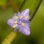Cyanotis arachnoidea C.B.Clarke 2 PCS Seeds
