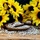 Cut Flower Sunflower Helianthus Annuus 15 PCS Seeds