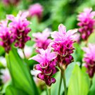 Curcuma Alismatifolia Bonsai Herb Plant 100 PCS Seeds Curcuma Alismatifolia Bonsai Herb Plant 100 PCS Seeds