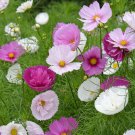 Cupcakes Mix Cosmos Hardy Plant Flower 30 PCS Seeds