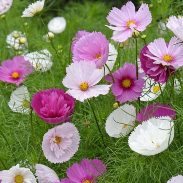 Cupcakes Mix Cosmos Hardy Plant Flower 30 PCS Seeds