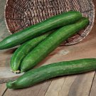Cucumber Japanese Short Thick Vegetable 20 PCS Seeds