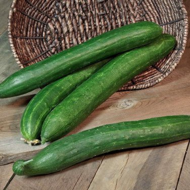 Cucumber Japanese Short Thick Vegetable 20 PCS Seeds