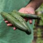 Cucumber Japanese Short Thick Vegetable 20 PCS Seeds