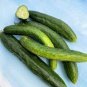 Cucumber Japanese Short Thick Vegetable 20 PCS Seeds