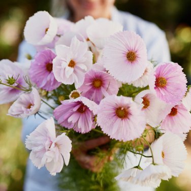 Cupcakes Mix Cosmos 30 PCS Seeds