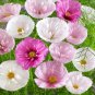 Cupcakes Mix Cosmos 30 PCS Seeds