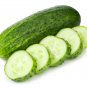 Cucumber Dark Green few Barbed Slippy Vegetable 10 PCS Seeds