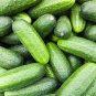 Cucumber Dark Green few Barbed Slippy Vegetable 10 PCS Seeds