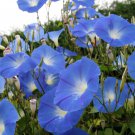 Dark Blue Morning Glory Ipomoea Tricolor 'Heavenly Blue' 50 PCS Seeds Dark Blue Morning Glory Ipomoea Tricolor 'Heavenly Blue' 50 PCS Seeds