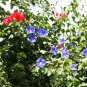 Dark Blue Morning Glory Ipomoea Tricolor 'Heavenly Blue' 50 PCS Seeds