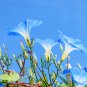 Dark Blue Morning Glory Ipomoea Tricolor 'Heavenly Blue' 50 PCS Seeds