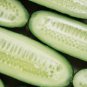 Cucumber Dark Green Crisp Barbed Vegetable 20 PCS Seeds