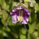 Cup And Saucer Vine Purple 16 PCS Seeds Cup And Saucer Vine Purple 16 PCS Seeds